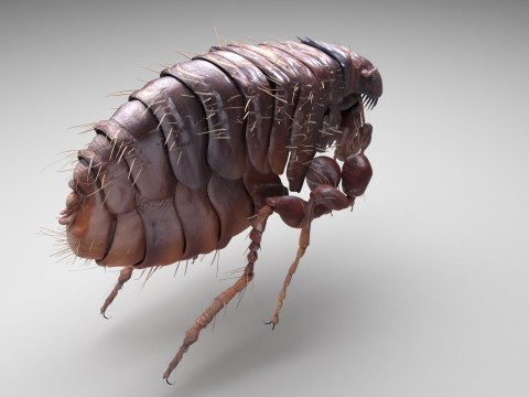 Jumping Flea 3Dモデル