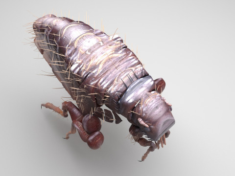 Jumping Flea 3D-Modell