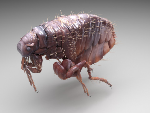 Jumping Flea 3D-Modell