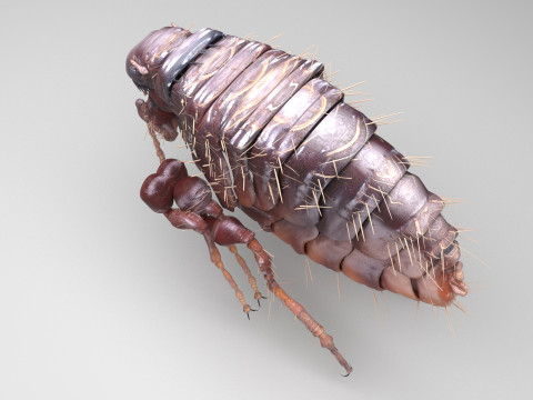 Jumping Flea 3D-Modell
