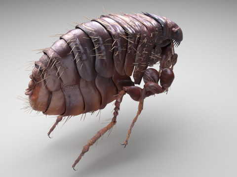 Jumping Flea 3D-Modell