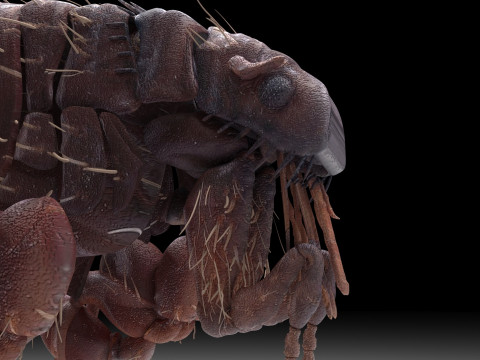 Jumping Flea 3D-Modell