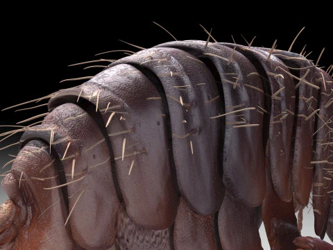 Jumping Flea 3D Model