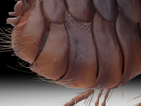 Jumping Flea 3D Model