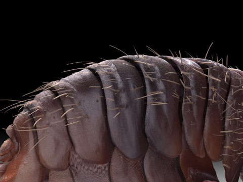 Jumping Flea 3D-Modell