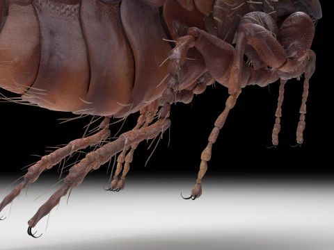 Jumping Flea 3D Model