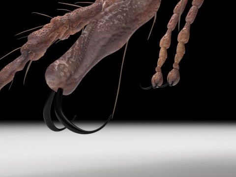 Jumping Flea 3D-Modell