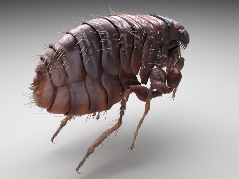 Jumping Flea 3D-Modell