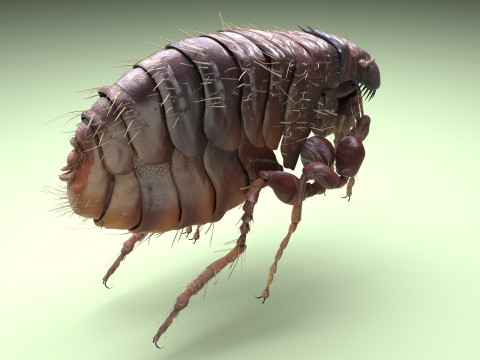 Jumping Flea 3D-Modell
