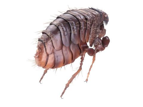 Jumping Flea 3D-Modell