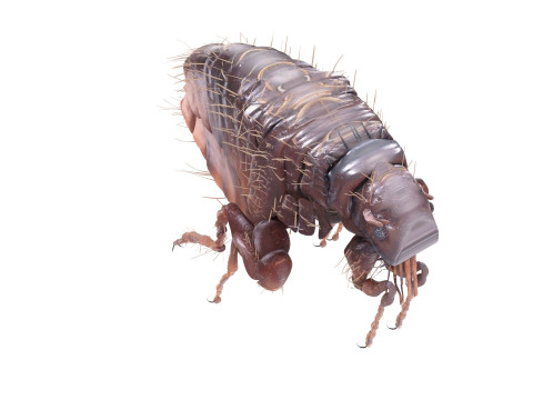 Jumping Flea 3D-Modell