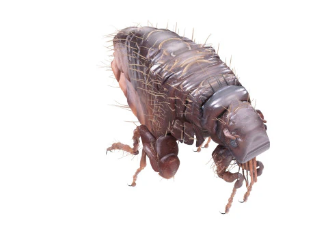 Jumping Flea 3D Model