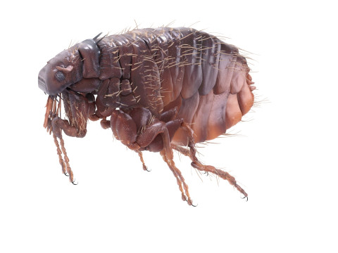 Jumping Flea 3D-Modell