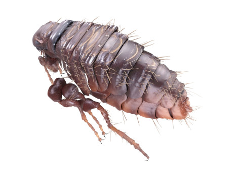 Jumping Flea 3D-Modell