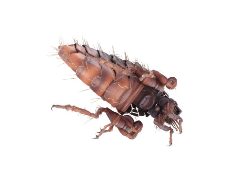 Jumping Flea 3D Model