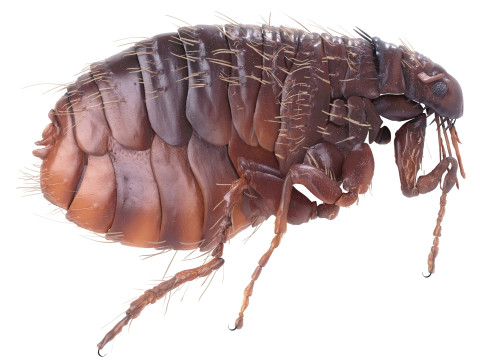 Jumping Flea 3D-Modell
