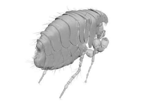 Jumping Flea 3D Model