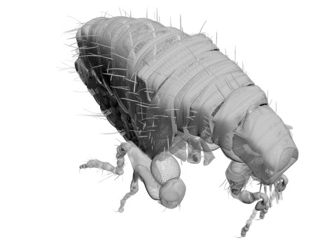 Jumping Flea 3D-Modell