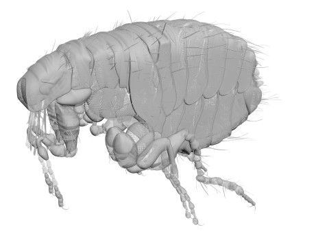 Jumping Flea 3D-Modell