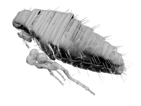 Jumping Flea 3D-Modell