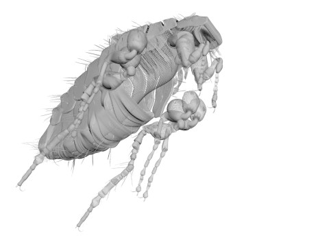Jumping Flea 3D-Modell