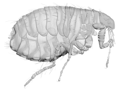 Jumping Flea 3D-Modell