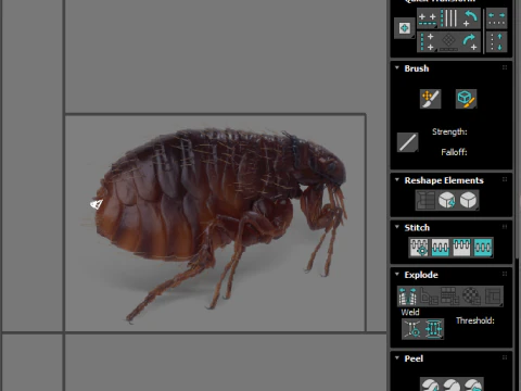 Jumping Flea 3D Model