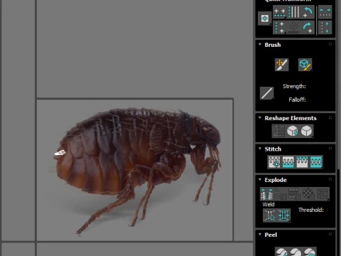 Jumping Flea 3D Model