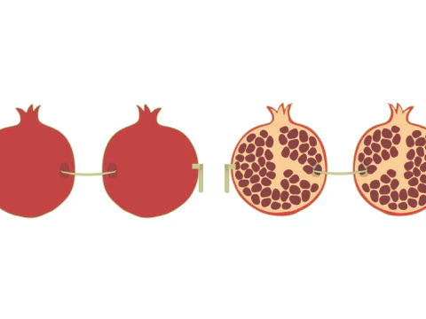 Pomegranate Sunglasses 3D Model