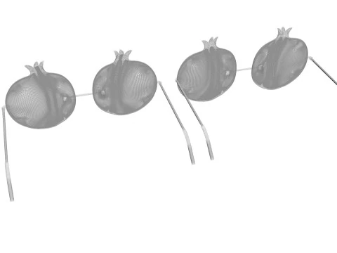 Pomegranate Sunglasses 3D Model