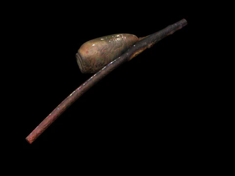 シラミの卵 3Dモデル