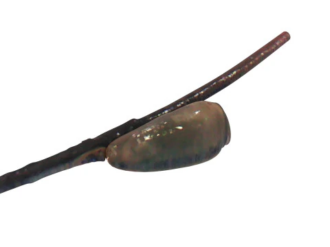 シラミの卵 3Dモデル