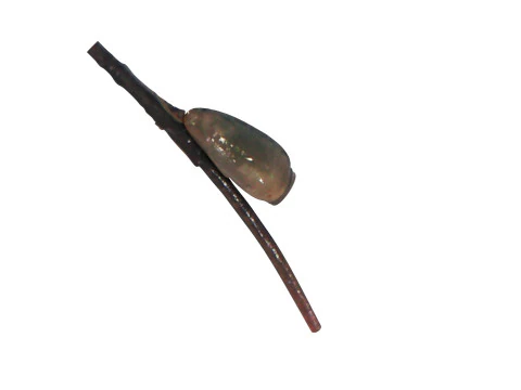 シラミの卵 3Dモデル