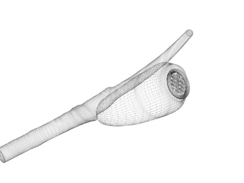 シラミの卵 3Dモデル