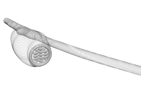 シラミの卵 3Dモデル