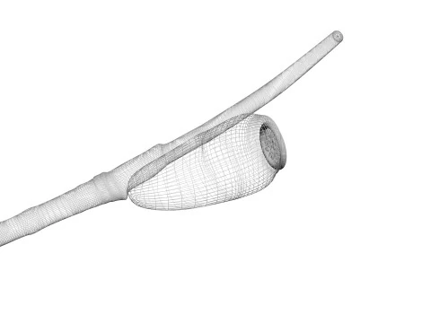 シラミの卵 3Dモデル