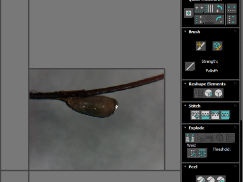 Louse Egg 3Dモデル