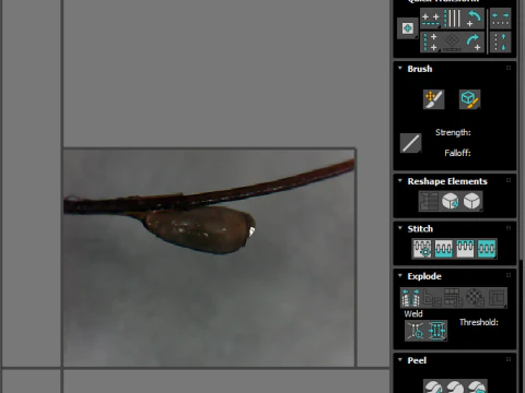 シラミの卵 3Dモデル