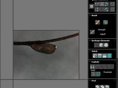 シラミの卵 3Dモデル