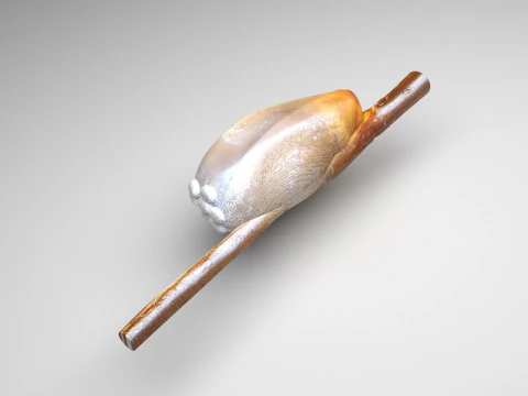 Capo Pidocchio Nit Modello 3D