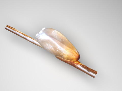 Head Louse Nit Model 3D