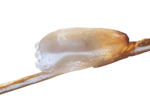 Head Louse Nit Model 3D