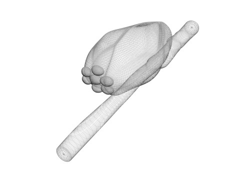 Head Louse Nit Model 3D