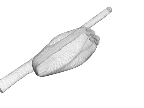 Head Louse Nit Model 3D