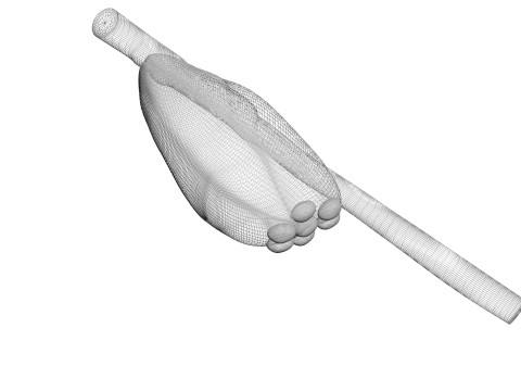 Head Louse Nit Model 3D