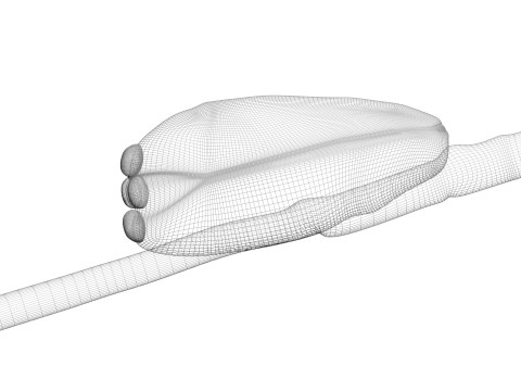 Head Louse Nit Model 3D