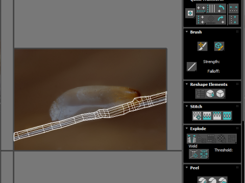 Head Louse Nit Model 3D