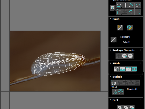Head Louse Nit Model 3D