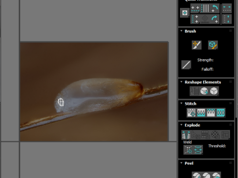 Head Louse Nit Model 3D