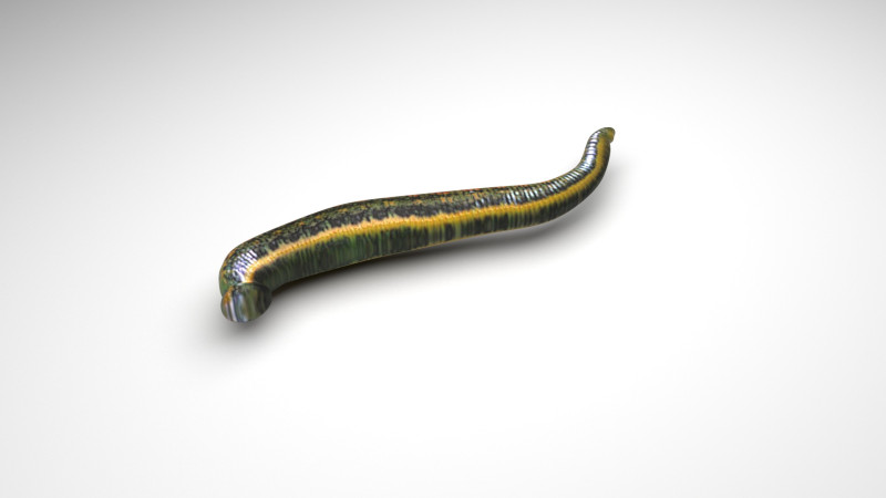 Leech Hirudo Medicinalis 3D Model .c4d .max .obj .3ds .fbx .stl .blend 